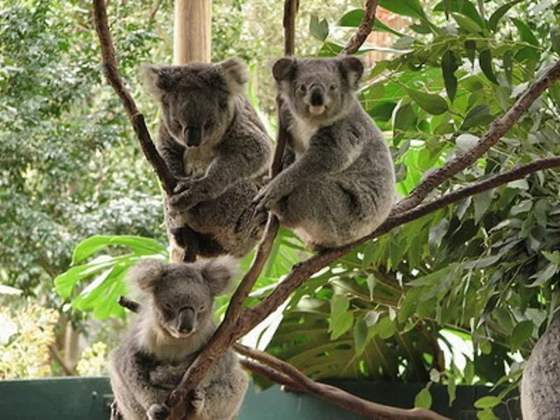 Selina Magnetic Island Hostel Horseshoe Bay